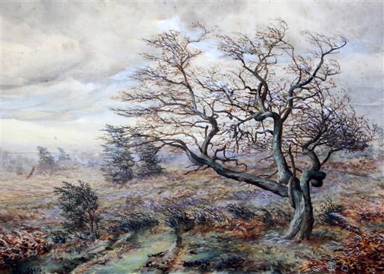 Rodgers, 1890 watercolour study of a tree 50 x 72cm.